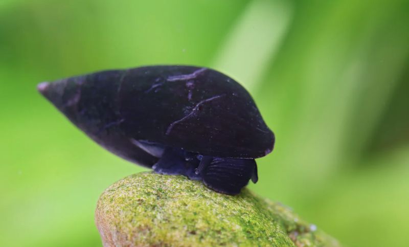 Purple Haze Schnecke - Melanopsis buccinoidea