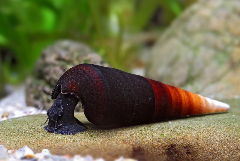 Teufelsdornschnecke - Faunus ater