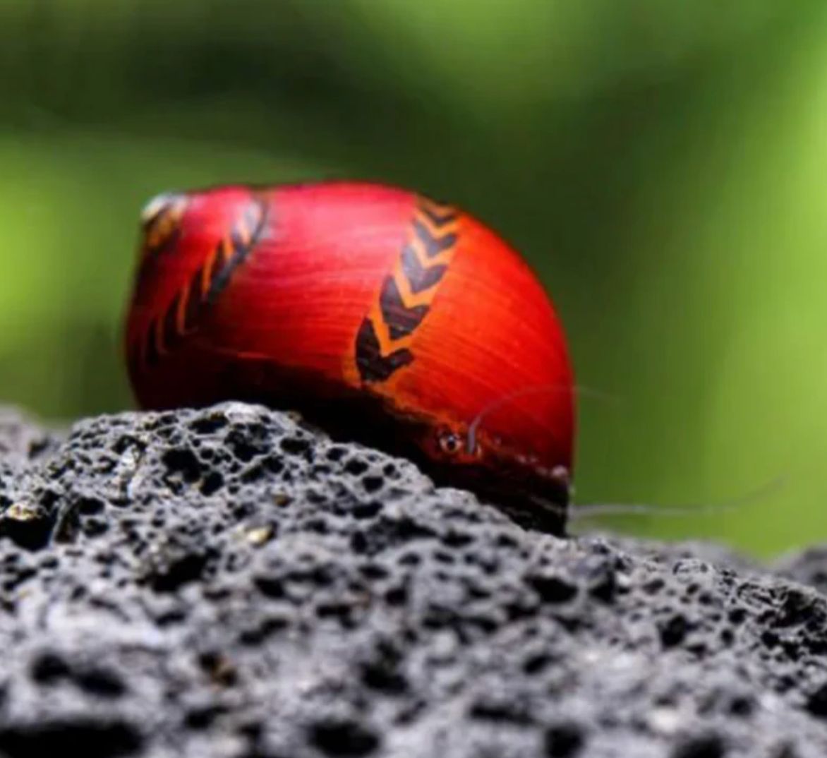 Super Red Rennschnecke - Deadpool Rennschnecke - Neritina Vittina Super Red Rennschnecke - Deadpool Rennschnecke - Neritina Vittina