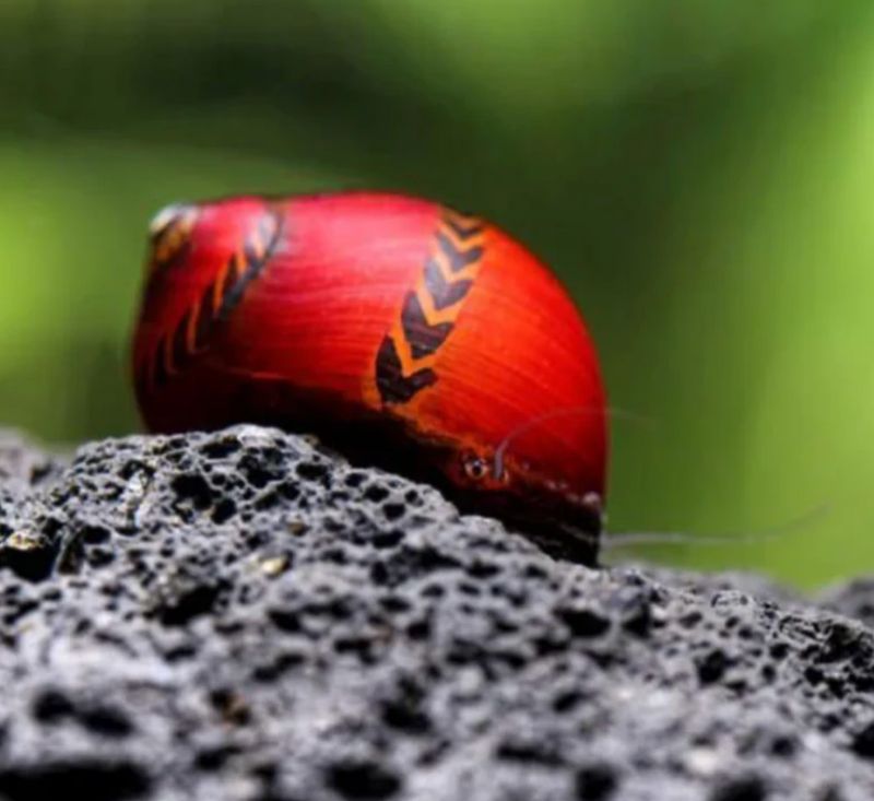 Super Red Rennschnecke - Deadpool Rennschnecke - Neritina Vittina