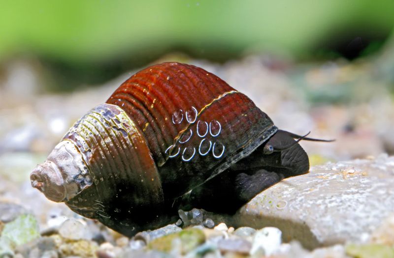 Tylomelania sinabartfeldi – Sulawesi Triangelschnecke - seltene Triangel Tylo Rarität fürs Aquarium