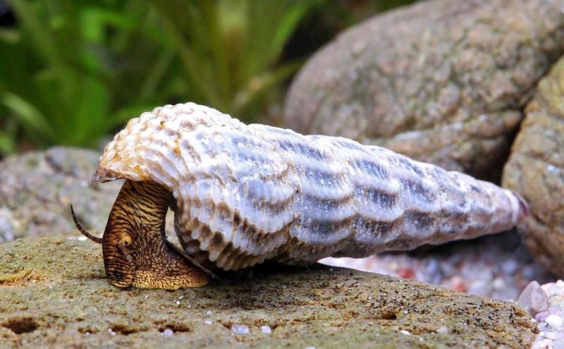 Himalayan Turmdeckelschnecke Tylomelania marwotoae