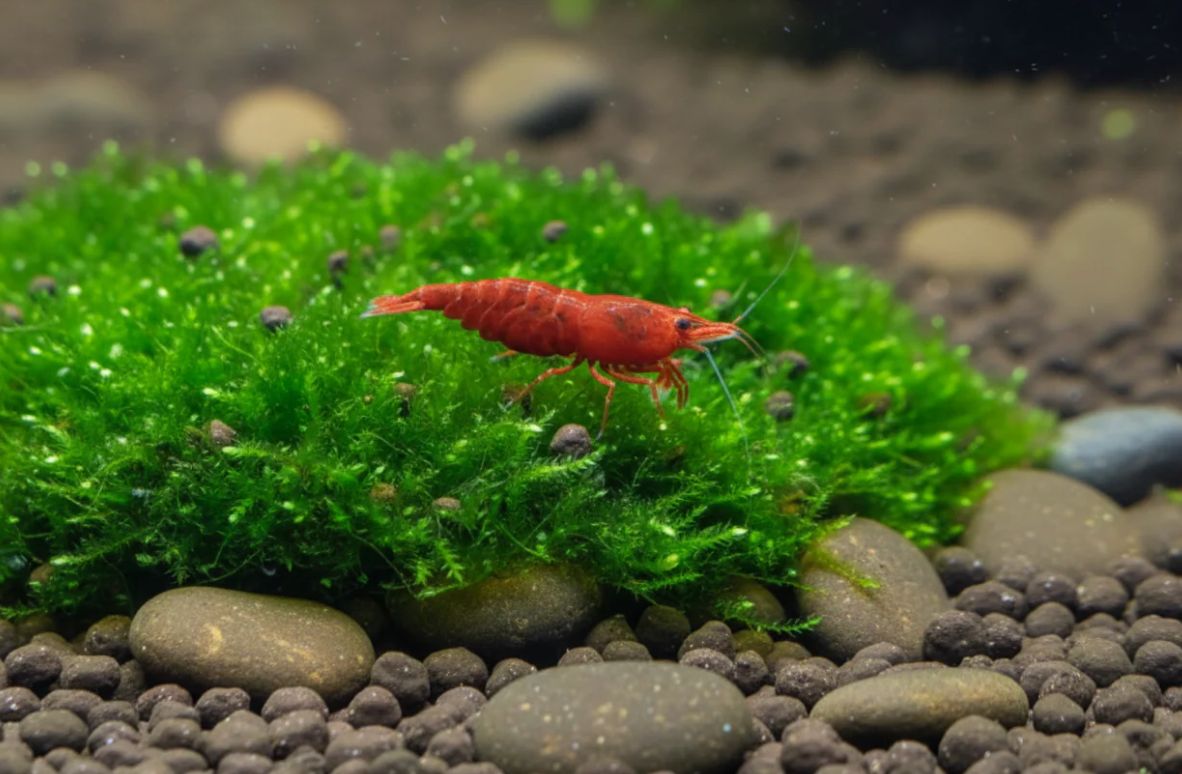 Red Cherry - Garnele Super Rot- Neocaridina Red Cherry - Garnele Super Rot- Neocaridina
