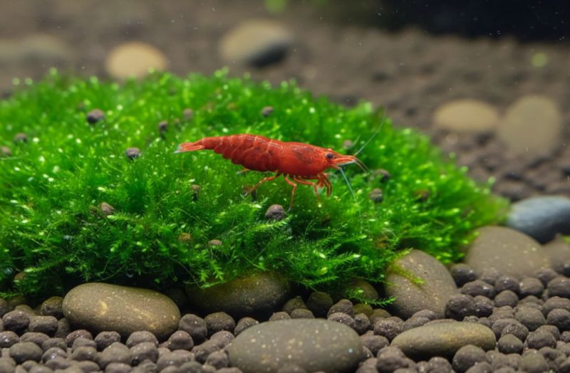 Red Cherry - Garnele Super Rot- Neocaridina