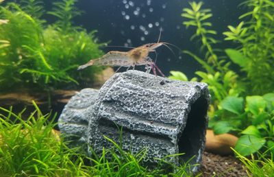Rotscherengarnele - Macrobrachium peguens - (Planarienfresser) XL Rotscherengarnele - Macrobrachium peguens - (Planarienfresser) XL