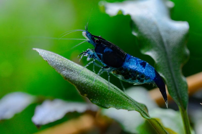 Tragende Carbon Rili Garnele - Neocaridina davidi Tragende Carbon Rili Garnele - Neocaridina davidi