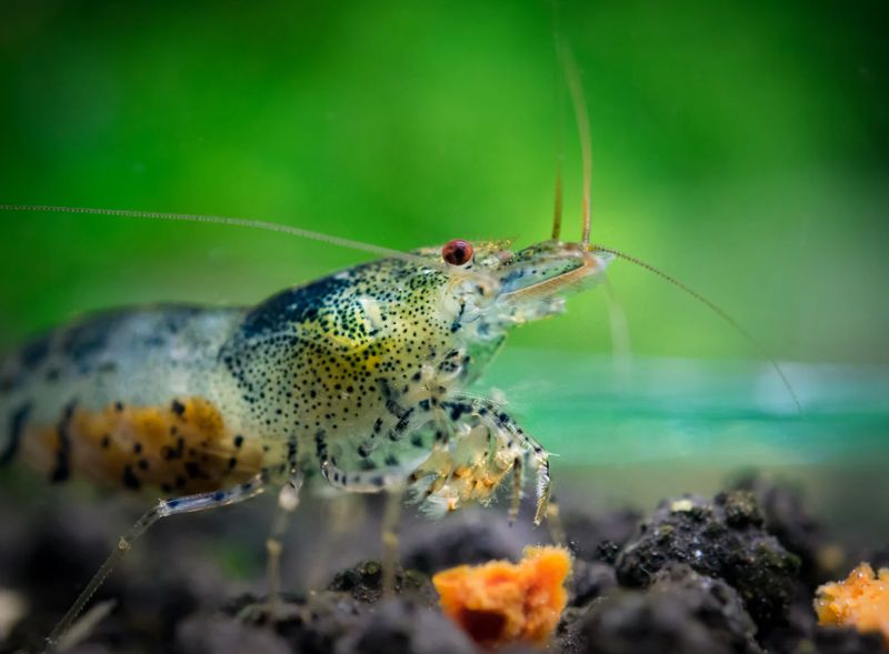 Neocaridina davidi - Zwerggarnele "Black & Blue Zebra"
