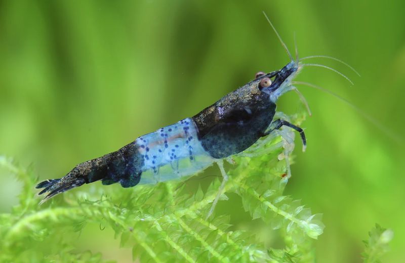 Carbon Rili Garnele - Neocaridina davidi
