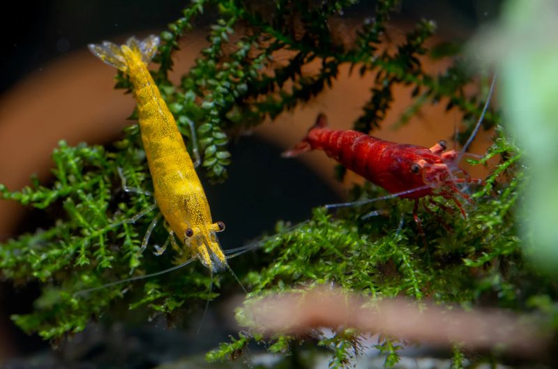 Rot / Gelb Mix 10 Stück Garnele - Neocaridina davidi Rot / Gelb Mix 10 Stück Garnele - Neocaridina davidi