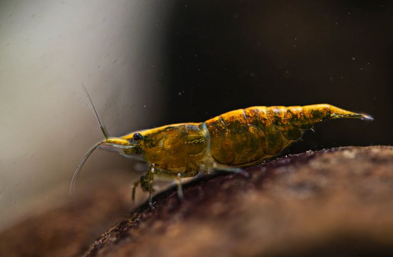 Gold Back Green Jade - Neocaridina davidi