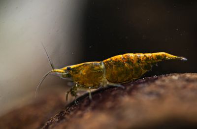Gold Back Green Jade - Neocaridina davidi Gold Back Green Jade - Neocaridina davidi