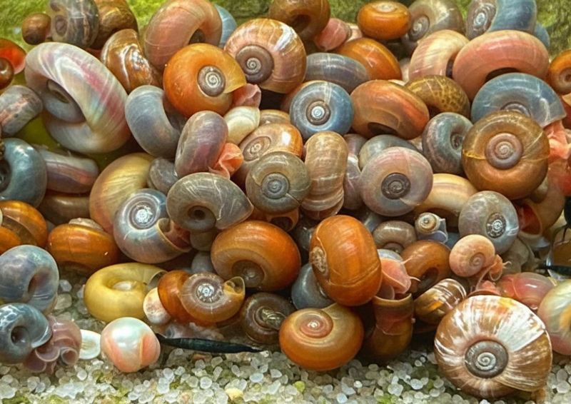 Posthornschnecken mix 5 Stück