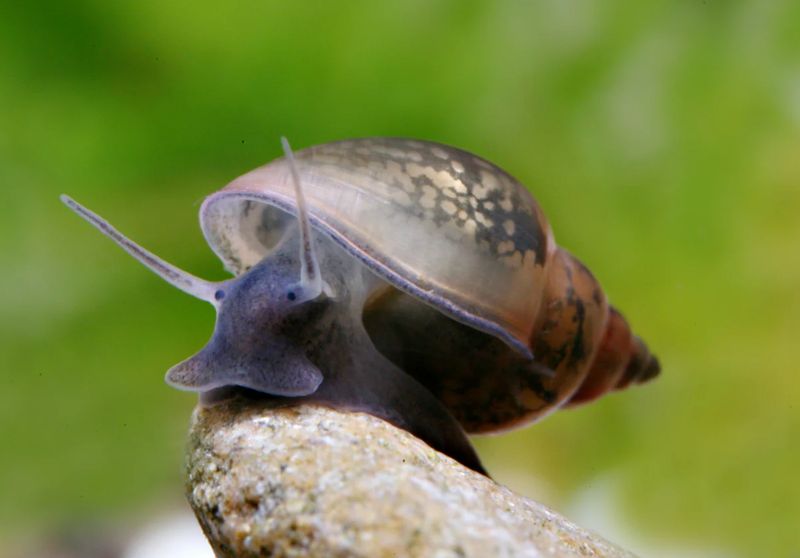 Blasenschnecke - Physa sp.