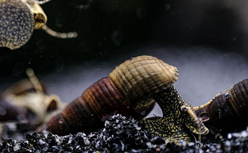 Turmdeckelschnecke "Towuti black/yellow" - Tylomelania towutensis