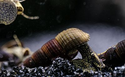 Turmdeckelschnecke "Towuti black/yellow" - Tylomelania towutensis