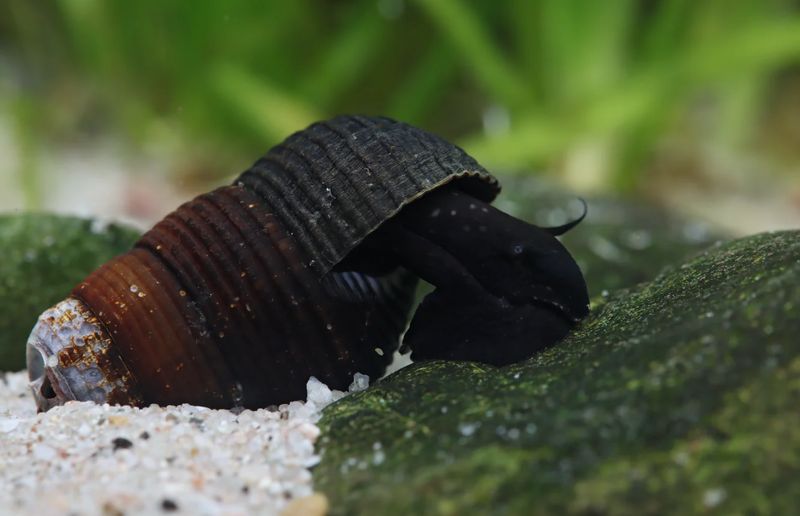 Tylomelania mini Black – Tylomelania towutica | Dunkle Turmdeckelschnecke für Aquarium & Sulawesi-Becken