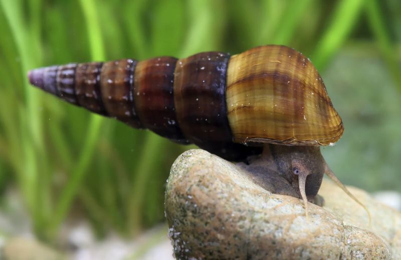 Herkules-Turmdeckelschnecke – Brotia herculea