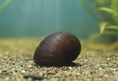 XL Napfschnecken- Stahlhelmschnecke XL Napfschnecken- Stahlhelmschnecke