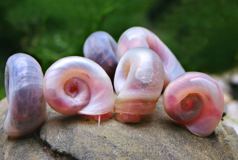 Posthornschnecke „Rosapink Posthornschnecke „Rosapink" Mix 6 Stück