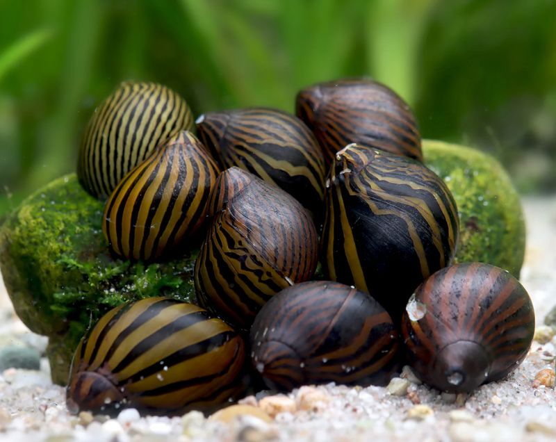 Zebra Rennschnecke Mix – 5 Stück
