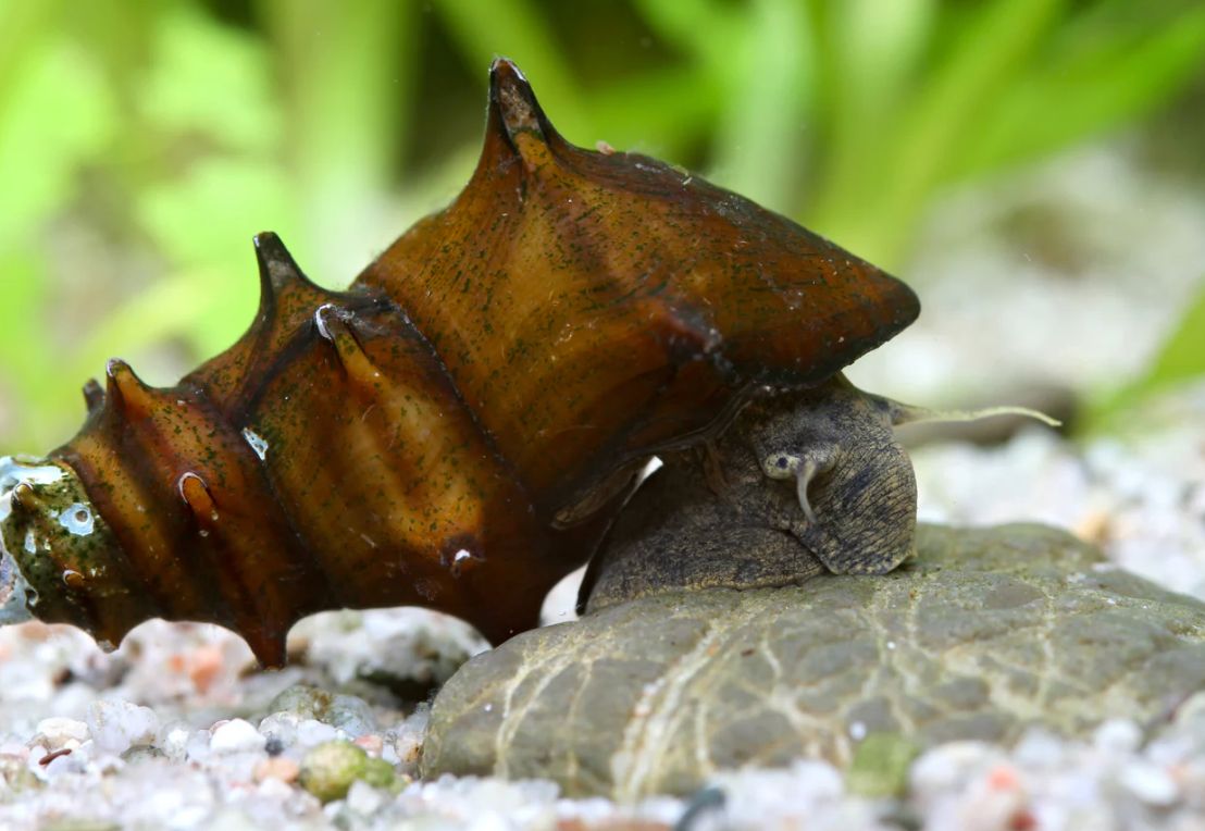 Igelschnecke / Stachelige Turmdeckelschnecke – Brotia pagodula Igelschnecke / Stachelige Turmdeckelschnecke – Brotia pagodula
