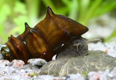 Igelschnecke / Stachelige Turmdeckelschnecke – Brotia pagodula Igelschnecke / Stachelige Turmdeckelschnecke – Brotia pagodula