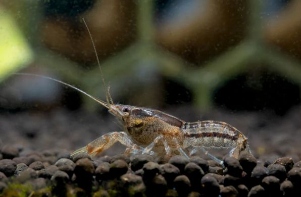 Zuchtgruppe - Zwergkrebs Cambarellus diminutus 3 Weibchen 1 Männchen Zuchtgruppe - Zwergkrebs Cambarellus diminutus 3 Weibchen 1 Männchen