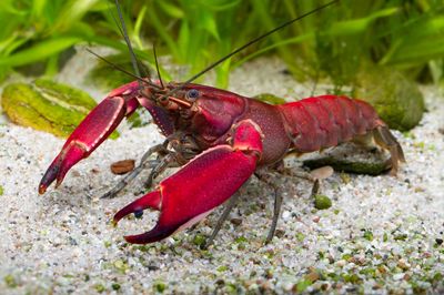 Cherax wagenknechtae – Krebs „Red Brick“ Cherax wagenknechtae – Krebs „Red Brick“