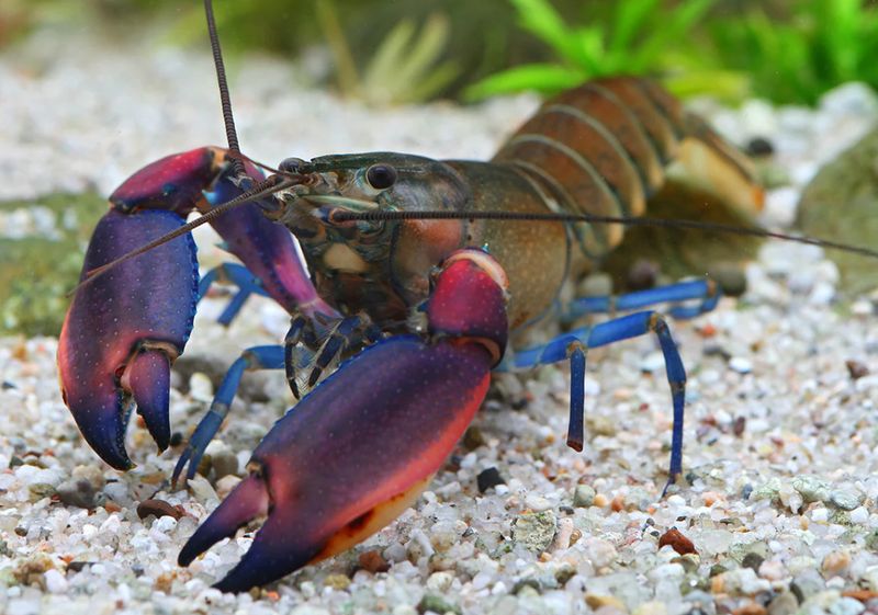 Cherax boesemani – Krebs „Kambuaya Creek Red Claw“ Cherax boesemani – Krebs „Kambuaya Creek Red Claw“