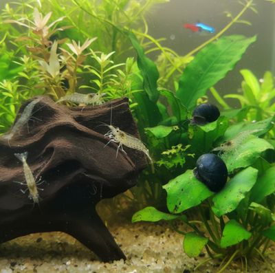 10 x Amanogarnelen + 10 x Stahlhelmschnecken – Die ideale Putztruppe für Ihr Aquarium