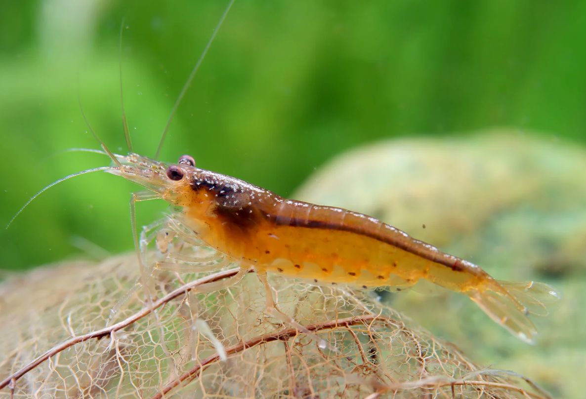 Orange Amanogarnele - Caridina multidentata Orange Amanogarnele - Caridina multidentata