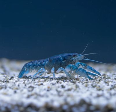 Baby Blauer Floridakrebs - Procambarus alleni Baby Blauer Floridakrebs - Procambarus alleni