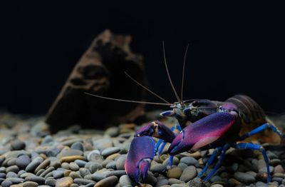 Krebs Krebs "Amenthyst blue Flusskrebs" -Cherax sp.