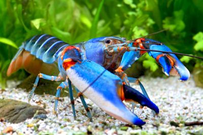 Cherax alyciae – Krebs „Blue Kong Red Claw“ Cherax alyciae – Krebs „Blue Kong Red Claw“