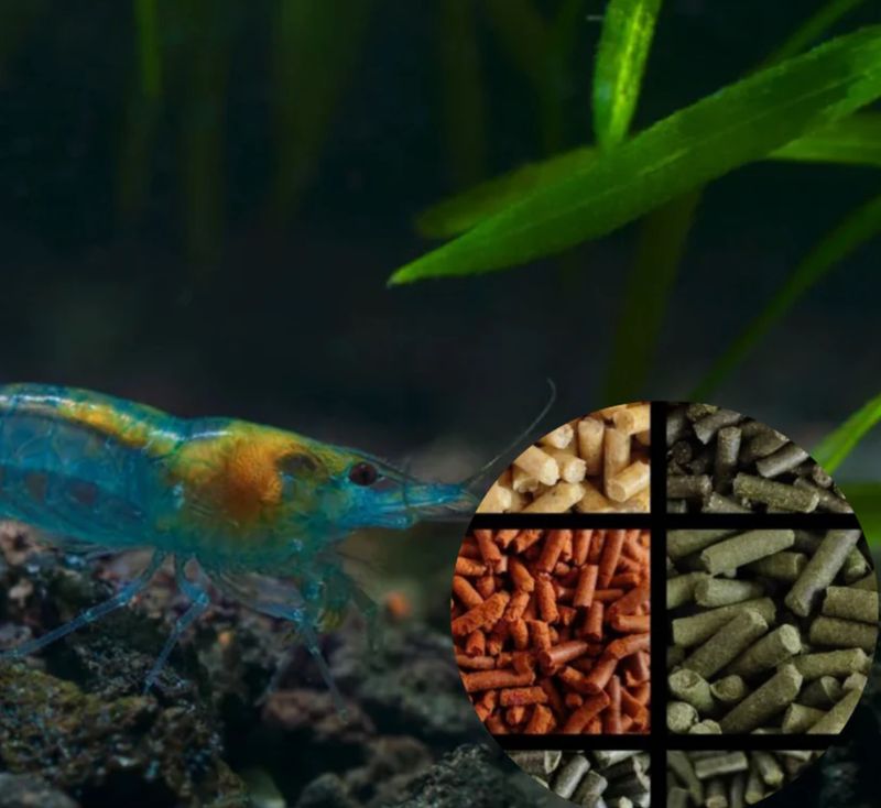 10 St. Blue Jelly Garnele - Neocaridina davidi + Gratis Garnelen Futtersticks – Zufälliger Mix (25 g) 10 St. Blue Jelly Garnele - Neocaridina davidi + Gratis Garnelen Futtersticks – Zufälliger Mix (25 g)