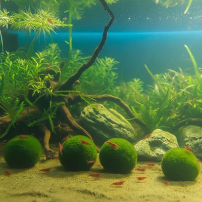 4 Gratis Algenbälle + 20 Red Sakura Garnelen | Attraktives Vorteilspaket für das Süßwasseraquarium 4 Gratis Algenbälle + 20 Red Sakura Garnelen | Attraktives Vorteilspaket für das Süßwasseraquarium