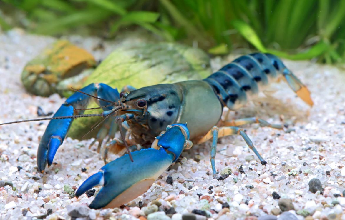 Cherax misolicus – Krebs „Misool Flusskrebs“ Cherax misolicus – Krebs „Misool Flusskrebs“