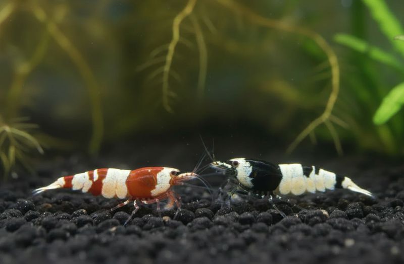 Red Bee / Black Bee Mix 10 St - Caridina Red Bee / Black Bee Mix 10 St - Caridina