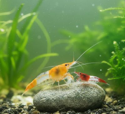 Rili Garnelen Mix - Neocaridina davidi Rili Garnelen Mix - Neocaridina davidi "Rili" 10 Stück