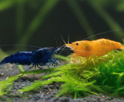 Blue Dream Garnelen + Yellow Fire Garnele Mix 20 St. 10 / 10