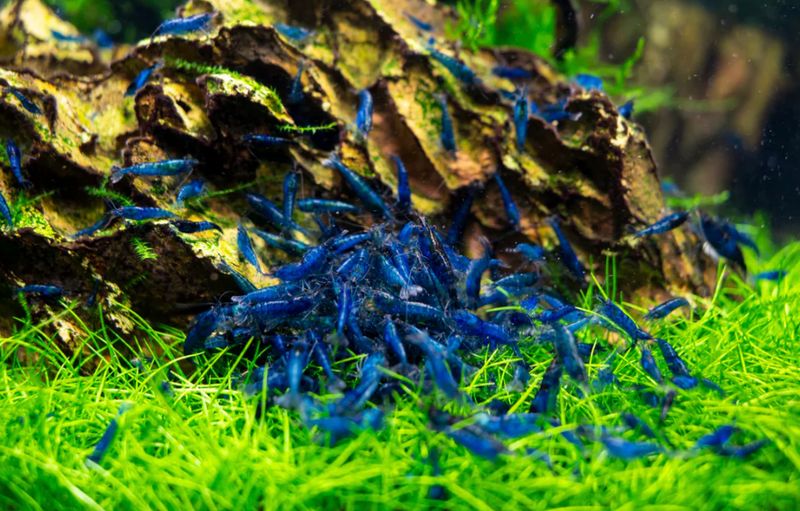 10 Blue Dream Garnele + 1 Becher Taiwan Moos – Taxiphyllum alternans 'Taiwan Moss' 10 Blue Dream Garnele + 1 Becher Taiwan Moos – Taxiphyllum alternans 'Taiwan Moss'