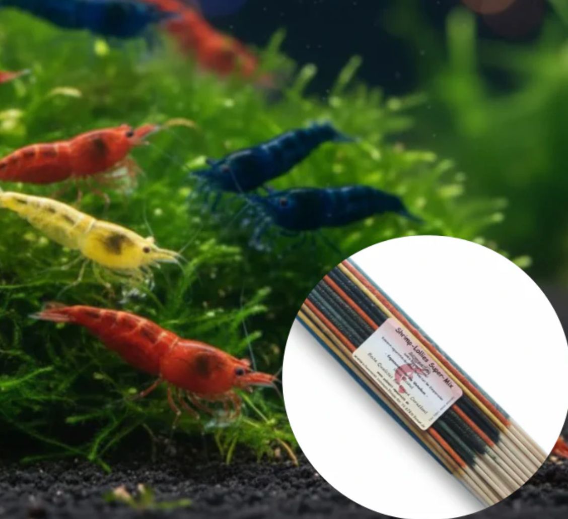 100 St. Garnelen MIX Neocaridina David + Gratis Shrimp-Lollies Super-Mix (11 Stück)