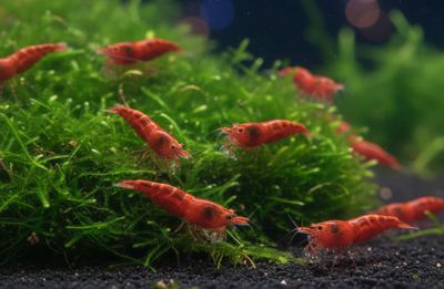 10 Red Sakura Garnelen +1 Becher Vesicularia montagnei InVitro Christmas Moos Aquarienpflanze 10 Red Sakura Garnelen +1 Becher Vesicularia montagnei InVitro Christmas Moos Aquarienpflanze