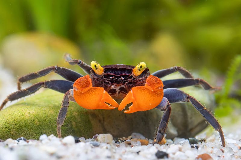 Vampirkrabbe Vampirkrabbe "Red" - Geosesarma noduliferum