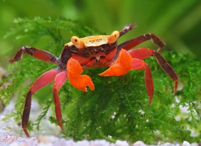 Vampirkrabbe „Mandarin“ – Geosesarma notophorum | Farbenfrohe Landkrabbe für Paludarium & Tropenterrarium