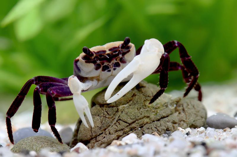 Vampirkrabbe „Purple Witcher“ – Lepidothelphusa sp. | Seltene violette Krabbe für Paludarium & Tropenterrarium Vampirkrabbe „Purple Witcher“ – Lepidothelphusa sp. | Seltene violette Krabbe für Paludarium & Tropenterrarium