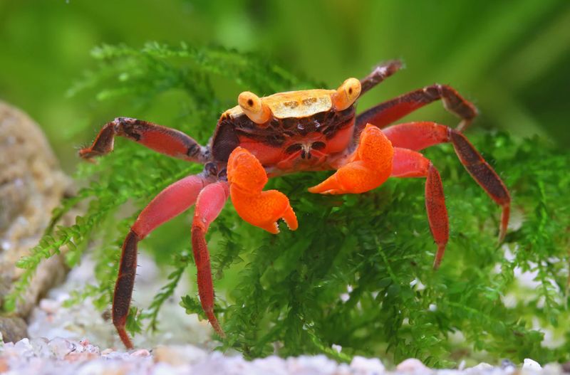 Vampirkrabbe „Mandarin“ – Geosesarma notophorum | Farbenfrohe Landkrabbe für Paludarium & Tropenterrarium Vampirkrabbe „Mandarin“ – Geosesarma notophorum | Farbenfrohe Landkrabbe für Paludarium & Tropenterrarium