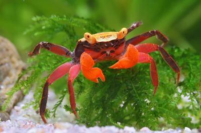 Vampirkrabbe „Mandarin“ – Geosesarma notophorum | Farbenfrohe Landkrabbe für Paludarium & Tropenterrarium Vampirkrabbe „Mandarin“ – Geosesarma notophorum | Farbenfrohe Landkrabbe für Paludarium & Tropenterrarium