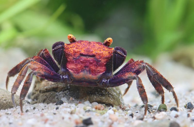 Geosesarma sp. – Vampirkrabbe „Volcano“ Geosesarma sp. – Vampirkrabbe „Volcano“