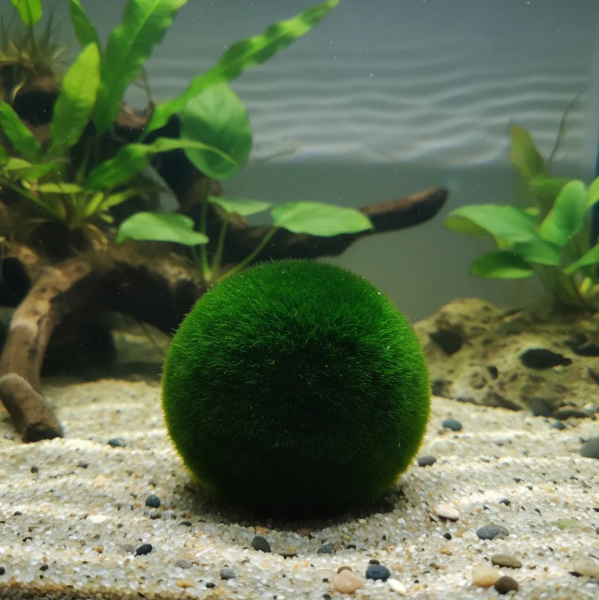 Moosbälle xl 5-7 cm - Aegagropila linnaei